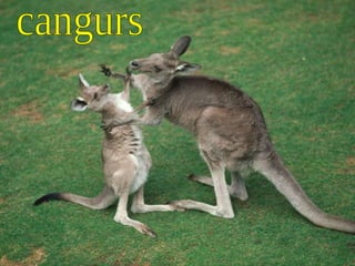 cangurs 