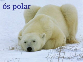 ós polar 