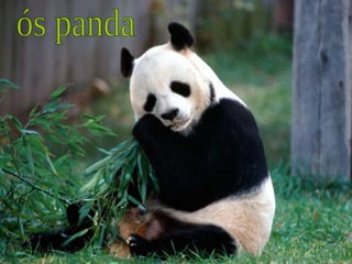 ós panda 