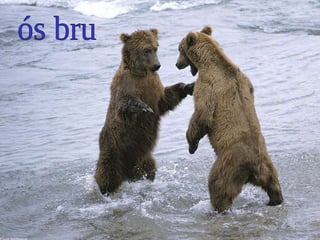 ós bru 