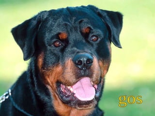 gos 