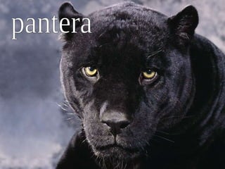 pantera 