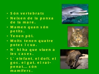 Són vertebrats Neixen de la panxa de la mare. Mamen quan són petits. Tenen pèl. Molts tenen quatre potes i cua. N’hi ha que viuen a les cases. L’elefant, el dofí, el gos, el gat, el rat-penat... són íڱ. 