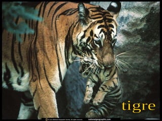 tigre 