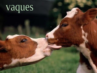 vaques 
