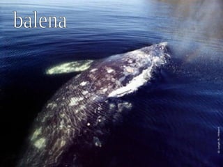 balena 