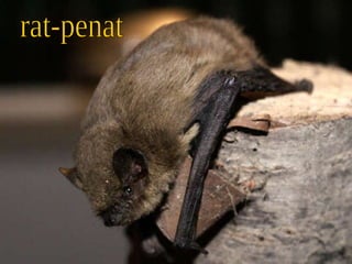 rat-penat 