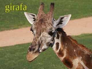 girafa 