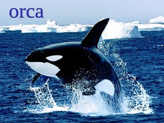 orca 