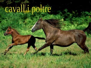 cavall i poltre 