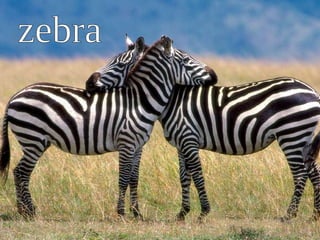 zebra 