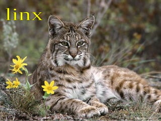 linx 