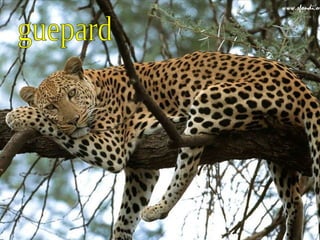 guepard 