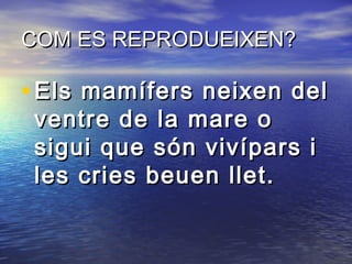 COM ES REPRODUEIXEN?COM ES REPRODUEIXEN?
• Els mamífers neixen delEls mamífers neixen del
ventre de la mare oventre de la mare o
sigui que són vivípars isigui que són vivípars i
les cries beuen llet.les cries beuen llet.
 