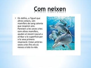 Com neixen
 