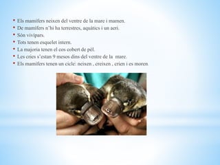 • Els mamífers neixen del ventre de la mare i mamen.
• De mamífers n’hi ha terrestres, aquàtics i un aeri.
• Són vivípars.
• Tots tenen esquelet intern.
• La majoria tenen el cos cobert de pèl.
• Les cries s’estan 9 mesos dins del ventre de la mare.
• Els mamífers tenen un cicle: neixen , creixen , crien i es moren.
 