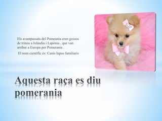 Els avantpassats del Pomeania eren gossos
de trineu a Islàndia i Lapònia , que van
arribar a Europa per Pomerania .
El nom científic és: Canis lupus familiaris
 