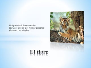 El tigre també és un mamífer
salvatge. Que es pot menjar persones
vives amb un plis plas .
 