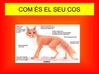 COM ÉS EL SEU COS
 