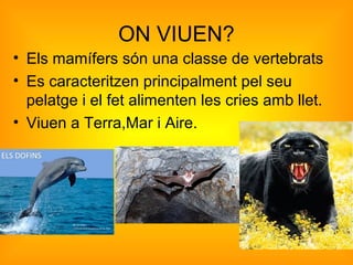 ON VIUEN?
• Els mamífers són una classe de vertebrats
• Es caracteritzen principalment pel seu
pelatge i el fet alimenten les cries amb llet.
• Viuen a Terra,Mar i Aire.
 