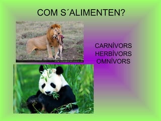 COM S´ALIMENTEN?
CARNÍVORS
HERBÍVORS
OMNÍVORS
 
