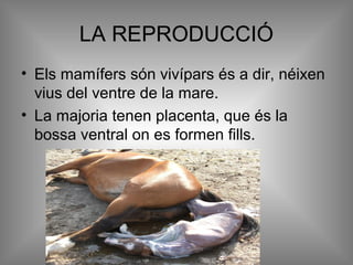 LA REPRODUCCIÓ
• Els mamífers són vivípars és a dir, néixen
vius del ventre de la mare.
• La majoria tenen placenta, que és la
bossa ventral on es formen fills.
 