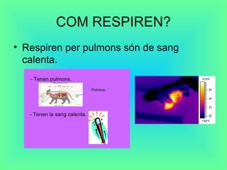 COM RESPIREN?
• Respiren per pulmons són de sang
calenta.
 
