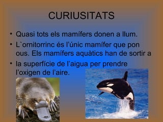 CURIUSITATS
• Quasi tots els mamífers donen a llum.
• L`ornitorrinc és l’únic mamífer que pon
ous. Els mamífers aquàtics han de sortir a
• la superfície de l’aigua per prendre
l’oxigen de l’aire.
 