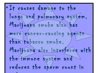 It causes damage to the lungs and pulmonary system. Marijuana smoke also has more cancer-causing agents than tobacco smoke. Marijuana also interferes with the immune system and reduces the sperm count in males.  