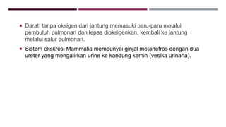  Darah tanpa oksigen dari jantung memasuki paru-paru melalui
pembuluh pulmonari dan lepas dioksigenkan, kembali ke jantung
melalui salur pulmonari.
 Sistem ekskresi Mammalia mempunyai ginjal metanefros dengan dua
ureter yang mengalirkan urine ke kandung kemih (vesika urinaria).
 