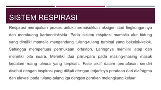 SISTEM RESPIRASI
Respirasi merupakan proses untuk memasukkan oksigen dari lingkungannya
dan membuang karbondioksida. Pada sistem respirasi mamalia alur hidung
yang dimiliki mamalia mengandung tulang-tulang turbinal yang bekelok-kelok.
Sehingga memperluas permukaan olfaktori. Laringnya memiliki atap dan
memiliki pita suara. Memiliki dua paru-paru pada masing-masing masuk
kedalam ruang pleura yang terpisah. Fase aktif dalam pernafasan sendiri
disebut dengan inspirasi yang diikuti dengan terjadinya perataan dari diafragma
dan elevasi pada tulang-tulang iga dengan gerakan melengkung keluar.
 