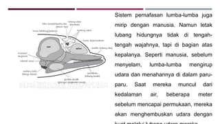 Sistem pernafasan lumba-lumba juga
mirip dengan manusia. Namun letak
lubang hidungnya tidak di tengah-
tengah wajahnya, tapi di bagian atas
kepalanya. Seperti manusia, sebelum
menyelam, lumba-lumba mengirup
udara dan menahannya di dalam paru-
paru. Saat mereka muncul dari
kedalaman air, beberapa meter
sebelum mencapai permukaan, mereka
akan menghembuskan udara dengan
 