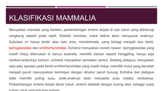 KLASIFIKASI MAMMALIA1. Subkelas protheria
Merupakan mamalia yang bertelur, perkembangan embrio terjadi di luar tubuh yang dilindungi
cangkang seperti pada reptil. Setelah menetas, induk betina akan menyususi anaknya.
Subclass ini hanya terdiri atas satu ordo, monotremata, yang terbagi menjadi dua famili,
tachyglossidae dan ornithorhynchidae. Echidna merupakan contoh hewan tachyglossidae yang
masih hidup ditemukan di benua australia, memiliki bentuk seperti trenggiling, hanya saja
rambut-rambutnya berduri, echidna merupakan pemakan semut. Sedang platypus merupakan
satu-satu spesies pada famili ornithorhynchidae yang masih hidup, memiliki mulut yang berubah
menjadi paruh menunjukkan kemiripan dengan struktur paruh burung. Echidna dan platypus
tidak memiliki puting susu, anak-anaknya akan menyedot susu melalui rambutnya.
Perkembangan embrio terjadi diluar tubuh, embrio dibekali dengan kuning telur sebagai suply
 