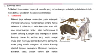 2. Subkelas theria
Subkelas ini merupakan kelompok mamalia yang perkembangan embrio terjadi di dalam tubuh
induk betina. Dibedakan menjadi dua infrakelas :
1. Metatheria
Dikenal juga sebagai marsupials yaitu kelompok
mamalia berkantung. Perkembangan embrio hanya
sebentar di dalam tubuh induk kemudian akan lahir
dan perkembangan lanjut akan berlangsung di
dalam kantung. Kelenjar susu tersimpan di dalam
kantung hewan ini, embrio yang masih sangat
muda akan menyusui sampai bentuknya sempurna.
Anak yang masih menyusu di dalam kantung
disebut dengan marsupium. Opossum, kangguru,
bandikot, koala, adalah contoh dari hewan
 