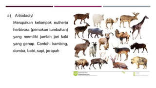 a) Artiodactyl
Merupakan kelompok eutheria
herbivora (pemakan tumbuhan)
yang memiliki jumlah jari kaki
yang genap. Contoh: kambing,
domba, babi, sapi, jerapah
 