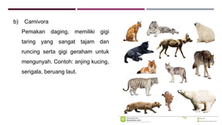 b) Carnivora
Pemakan daging, memiliki gigi
taring yang sangat tajam dan
runcing serta gigi geraham untuk
mengunyah. Contoh: anjing kucing,
serigala, beruang laut.
 