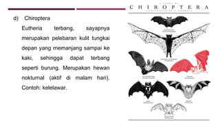 d) Chiroptera
Eutheria terbang, sayapnya
merupakan pelebaran kulit tungkai
depan yang memanjang sampai ke
kaki, sehingga dapat terbang
seperti burung. Merupakan hewan
nokturnal (aktif di malam hari).
Contoh: kelelawar.
 