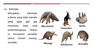 e) Edentata
Merupakan kelompok
eutheria yang tidak memiliki
geligi (gigi), gigi- gigi
mereduksi pada awal
perkembanganya. Hewan
ini merupakan pemakan
semut. Contoh: kukang,
armadilo.
 