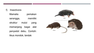 f) Insectivora
Mamalia pemakan
serangga, memiliki
struktur mulut yang
memanjang bagai alat
penyedot debu. Contoh:
tikus mondok, landak
 