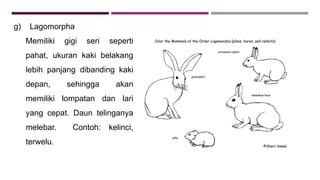 g) Lagomorpha
Memiliki gigi seri seperti
pahat, ukuran kaki belakang
lebih panjang dibanding kaki
depan, sehingga akan
memiliki lompatan dan lari
yang cepat. Daun telinganya
melebar. Contoh: kelinci,
terwelu.
 