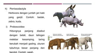 h) Perrissodactyla
Herbivora dengan jumlah jari kaki
yang ganjil. Contoh: badak,
zebra, kuda.
i) Proboscoidea
Hidungnya panjang disebut
dengan belali, daun telingan
melebar kesamping, taring
berubah menjadi gading, ukuran
tubuhnya besar panjang dan
berotot. Contoh: gajah.
 