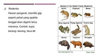 j) Rodentia
Hewan pengerat, memiliki gigi
seperti pahat yang apabila
tanggal akan diganti terus
menerus. Contoh; tupai,
berang- berang, tikus dll.
 
