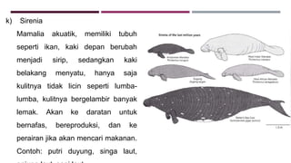 k) Sirenia
Mamalia akuatik, memiliki tubuh
seperti ikan, kaki depan berubah
menjadi sirip, sedangkan kaki
belakang menyatu, hanya saja
kulitnya tidak licin seperti lumba-
lumba, kulitnya bergelambir banyak
lemak. Akan ke daratan untuk
bernafas, bereproduksi, dan ke
perairan jika akan mencari makanan.
Contoh: putri duyung, singa laut,
 