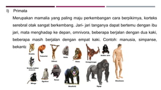 l) Primata
Merupakan mamalia yang paling maju perkembangan cara berpikirnya, korteks
serebral otak sangat berkembang. Jari- jari tanganya dapat bertemu dengan ibu
jari, mata menghadap ke depan, omnivora, beberapa berjalan dengan dua kaki,
beberapa masih berjalan dengan empat kaki. Contoh: manusia, simpanse,
bekantan, monyet, lemur, kera.
 
