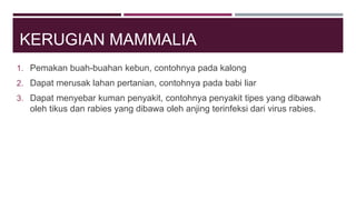 KERUGIAN MAMMALIA
1. Pemakan buah-buahan kebun, contohnya pada kalong
2. Dapat merusak lahan pertanian, contohnya pada babi liar
3. Dapat menyebar kuman penyakit, contohnya penyakit tipes yang dibawah
oleh tikus dan rabies yang dibawa oleh anjing terinfeksi dari virus rabies.
 