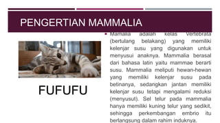 PENGERTIAN MAMMALIA
 Mamalia adalah kelas Vertebrata
(bertulang belakang) yang memiliki
kelenjar susu yang digunakan untuk
menyusui anaknya. Mammalia berasal
dari bahasa latin yaitu mammae berarti
susu. Mammalia meliputi hewan-hewan
yang memiliki kelenjar susu pada
betinanya, sedangkan jantan memiliki
kelenjar susu tetapi mengalami reduksi
(menyusut). Sel telur pada mammalia
hanya memiliki kuning telur yang sedikit,
sehingga perkembangan embrio itu
berlangsung dalam rahim induknya.
FUFUFU
 