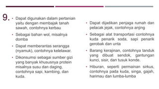 • Dapat digunakan dalam pertanian
yaitu dengan membajak tanah
sawah, contohnya kerbau
• Sebagai bahan wol, misalnya
domba
• Dapat memberantas serangga
(nyamuk), contohnya kelelawar.
• Dikonsumsi sebagai sumber gizi
yang banyak khususnya protein
misalnya susu dan daging,
contohnya sapi, kambing, dan
kuda.
• Dapat dijadikan penjaga rumah dan
pelacak jejak, contohnya anjing
• Sebagai alat transportasi contohnya
kuda penarik soda, sapi penarik
gerobak dan unta
• Barang kerajinan, contohnya tanduk
yang dibuat sendok, gantungan
kunci, sisir, dan tusuk konde.
• Hiburan, seperti permainan sirkus,
contohnya pada kuda, singa, gajah,
harimau dan lumba-lumba
9.
 