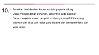 • Pemakan buah-buahan kebun, contohnya pada kalong
• Dapat merusak lahan pertanian, contohnya pada babi liar
• Dapat menyebar kuman penyakit, contohnya penyakit tipes yang
dibawah oleh tikus dan rabies yang dibawa oleh anjing terinfeksi dari
virus rabies.
10.
 
