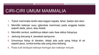 CIRI-CIRI UMUM MAMMALIA
1. Tubuh mammalia terdiri atas bagian kepala, leher, badan dan ekor.
2. Memiliki kelenjar susu (glandula mammae) pada anggota badan
seperti dada, perut, atau ketiak.
3. Memiliki rambut, sedikitnya dalam satu fase siklus hidupnya.
4. Jantung beruang 4, bersekat sempurna
5. Umumnya hidup di daratan, tetapi ada pula yang hidup di air
seperti paus, lumba-lumba ada yang bisa terbang
6. Pada kulit terdapat kelenjar keringat dan kelenjar minyak
 
