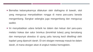  Bernafas kebanyakannya dilakukan oleh diafragma di bawah, otot
yang mengucup menyebabkan rongga di mana paru-paru berada
mengembang. Sangkar selangka juga mengembang dan mengucup
sedikit.
 Ini menyebabkan udara tertarik ke dalam dan keluar dari paru-paru
melalui trakea dan salur bronkus (bronkhial tubes) yang bercabang
dan mempunyai alveolus di ujung yaitu karung kecil dikelilingi oleh
kapilari yang dipenuhi darah. Di sini oksigen meresap masuk ke dalam
darah, di mana oksigen akan di angkut melalui hemoglobin.
 